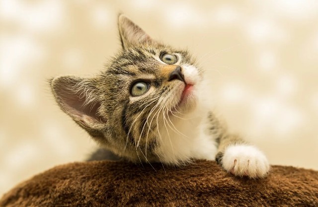 cat picture